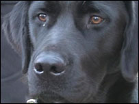 Black Labrador
