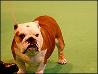 A dog at Crufts 2008