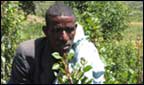 The Khat plant