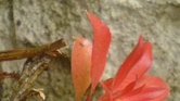 Flower x