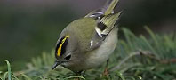 Goldcrest, copyright owned by Blueskybirds.co.uk.