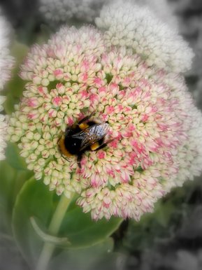 Buzzzzz