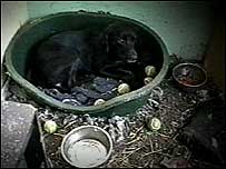 RSPCA raid