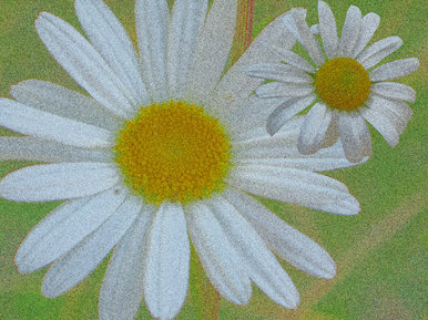 Photoshop daisy