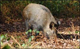 Wild Boar