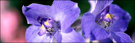 African Violets