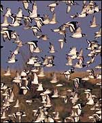 Flock of Knots by Chris Gomersall