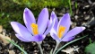 Crocus nevadensis