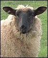 sheep