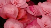 Pink begonia's...