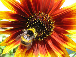 Bumblebee on Sunflower ...