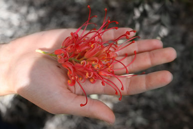 Pretty flower thing