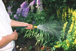 A gardener watering flowers