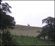 Stag on the hill