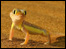 Web- footed Gecko in the Namibian Desert. Photo by Chris Coates.