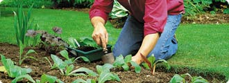 Alan planting