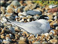 Little tern, RSPB Images