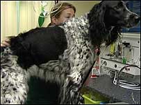 Astra receiving treatment