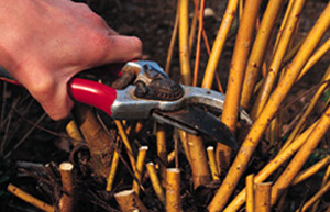 Pruning