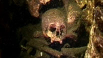 A Lucayan skull