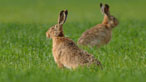 Brown hare