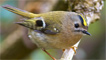 A tiny goldcrest by Ashley Cohen