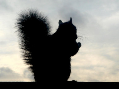 Squirrel