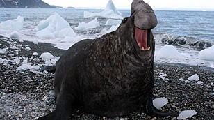 Elephant seal