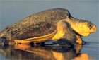 Turtle on a beach