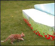 Cat and eco coffin