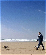 Man on beach with two dogs