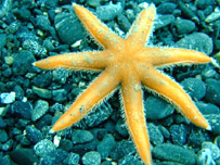 Starfish by Joanna Cooper