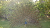 A beautiful bird...