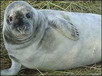 Grey seal