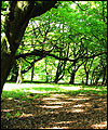 Grane Wood