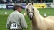Day 3 - A cob pony in the show ring