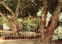 Gardens