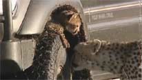 cheetah cub climbing on car