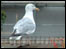 Seagull
