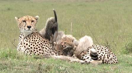 Shakira the cheetah with cubs