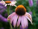 Echinacea