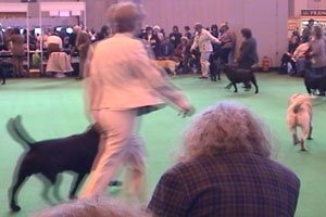 Majorie's highlight of the year is the annual Crufts event