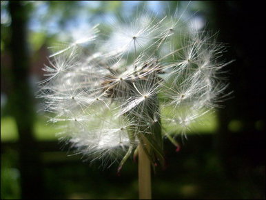 dandelion