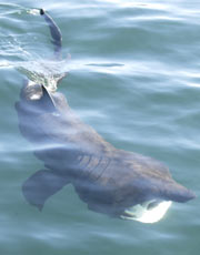 A Basking Shark photographed by Colin Speedie