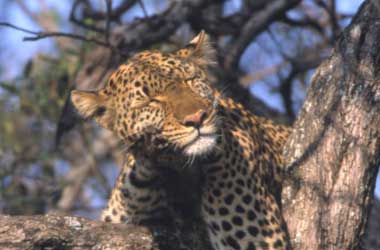 Shadow the leopard Leopard Shadow sleeping in a tree