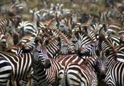 Zebras
