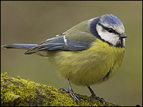 Blue tit