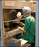 Donor eggs being counted under a microscope