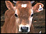 Jersey cow calf