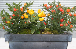 Window box